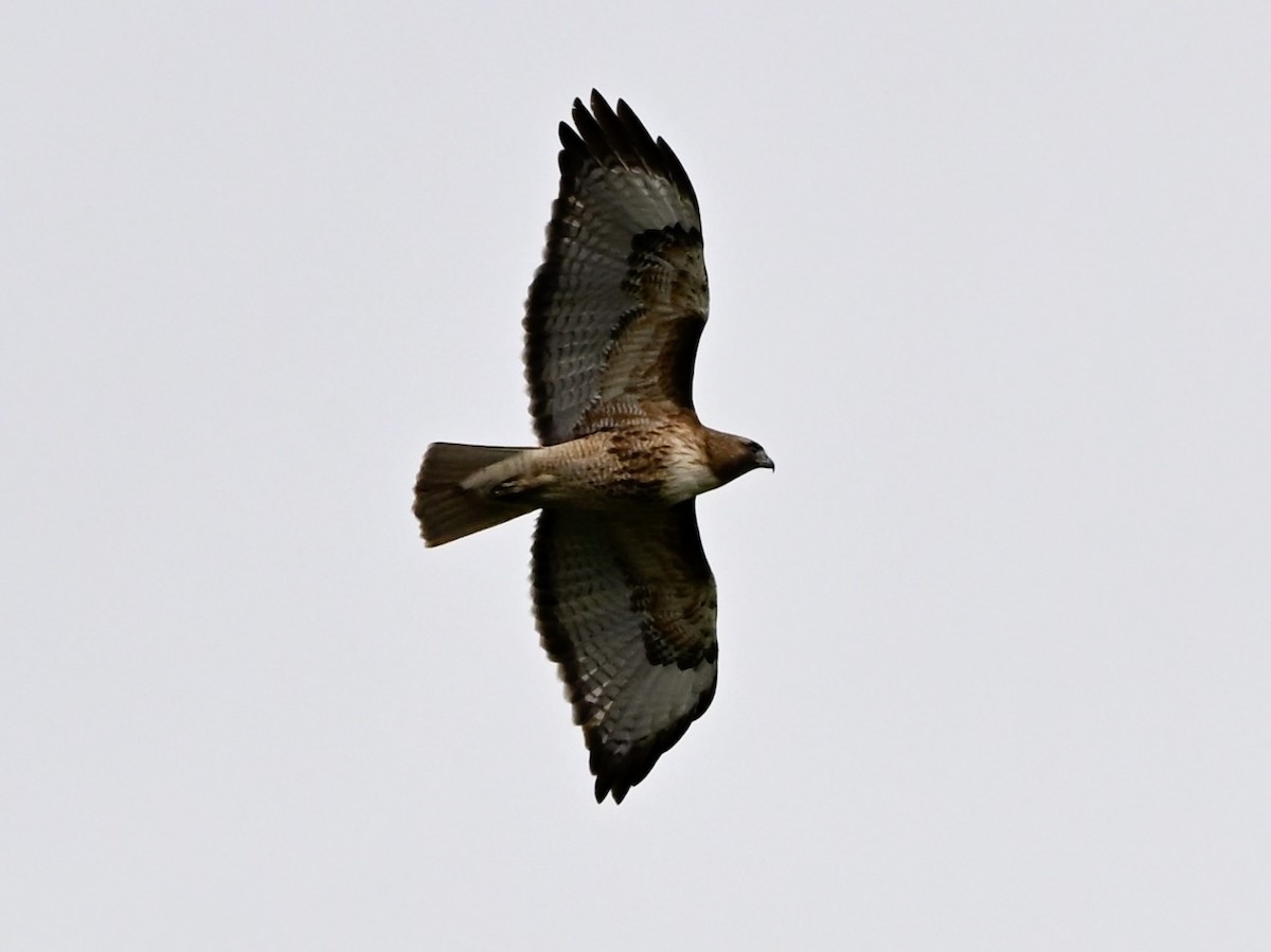 Red-tailed Hawk - ML634558331