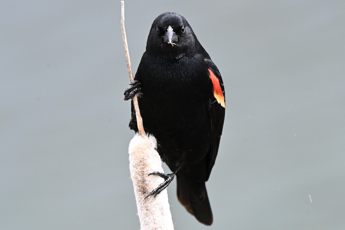 Red-winged Blackbird - ML634558352