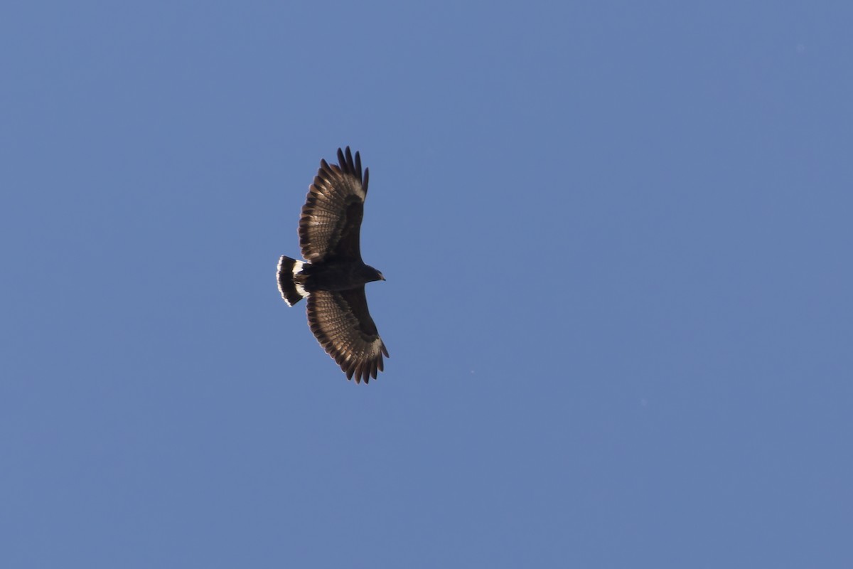 Common Black Hawk - ML634558398