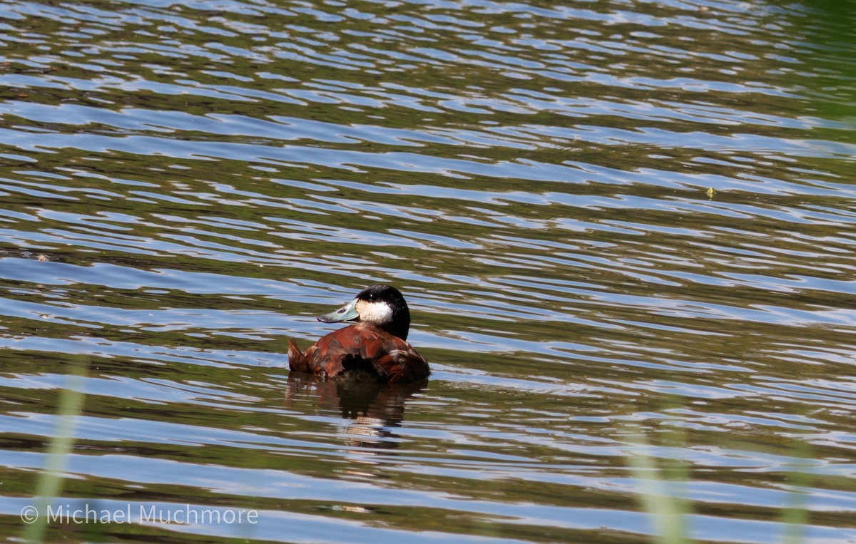 Ruddy Duck - ML634558428
