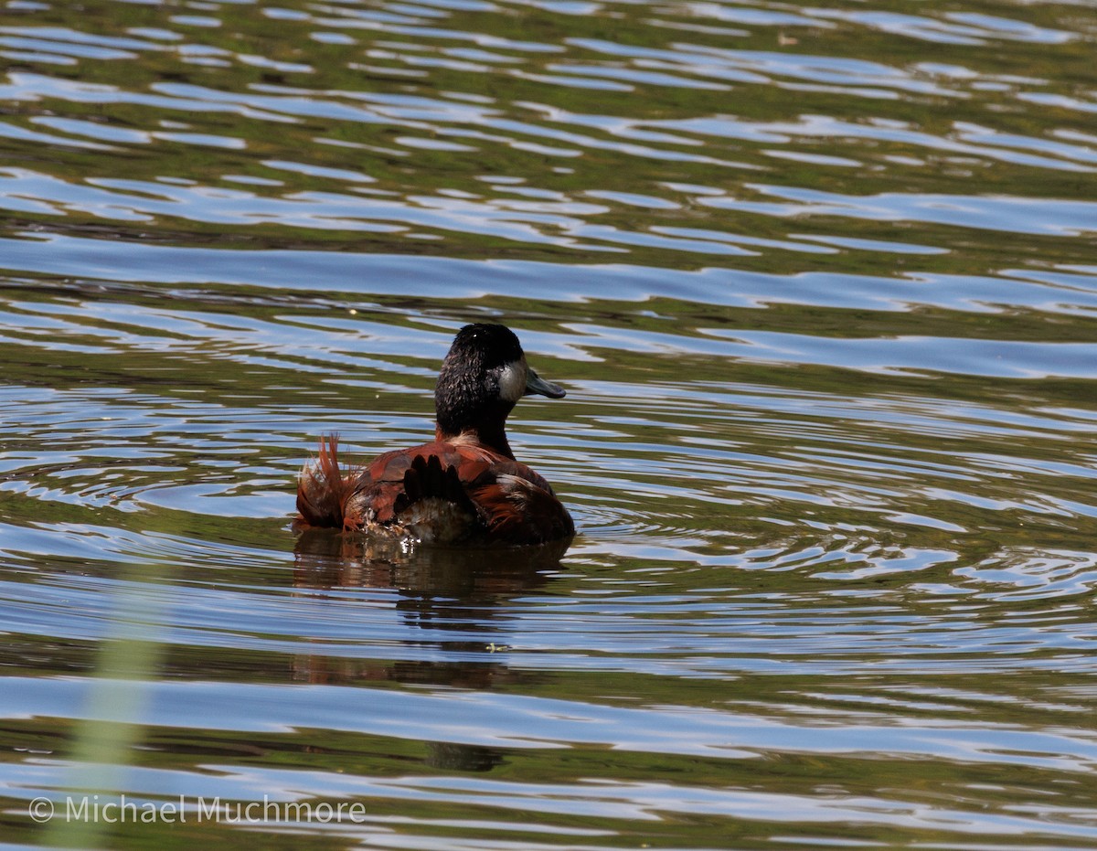 Ruddy Duck - ML634558429