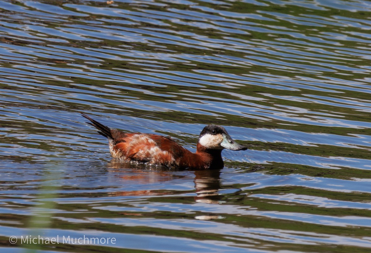 Ruddy Duck - ML634558430