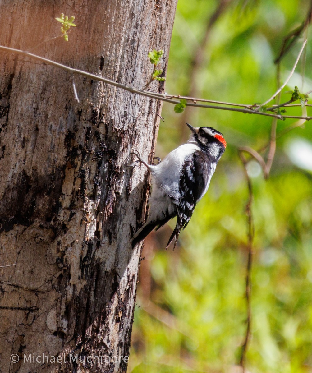 Downy Woodpecker - ML634558454