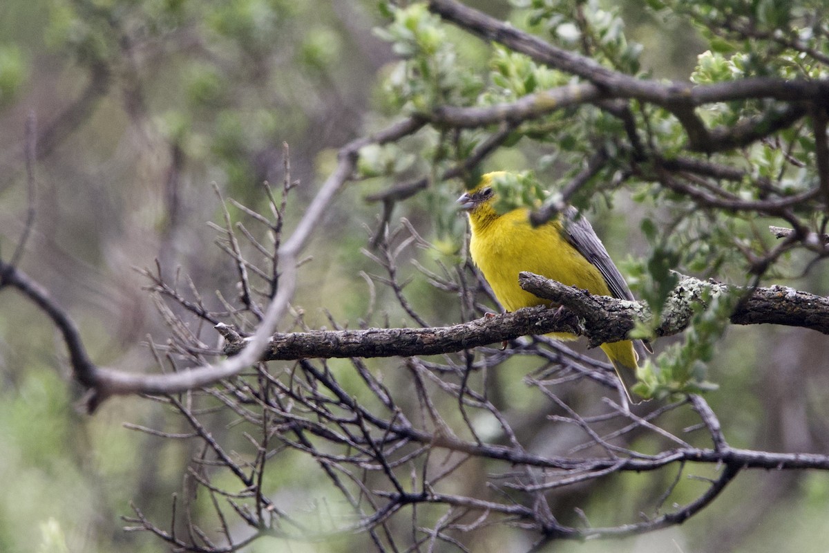 Bright-rumped Yellow-Finch - ML634558704