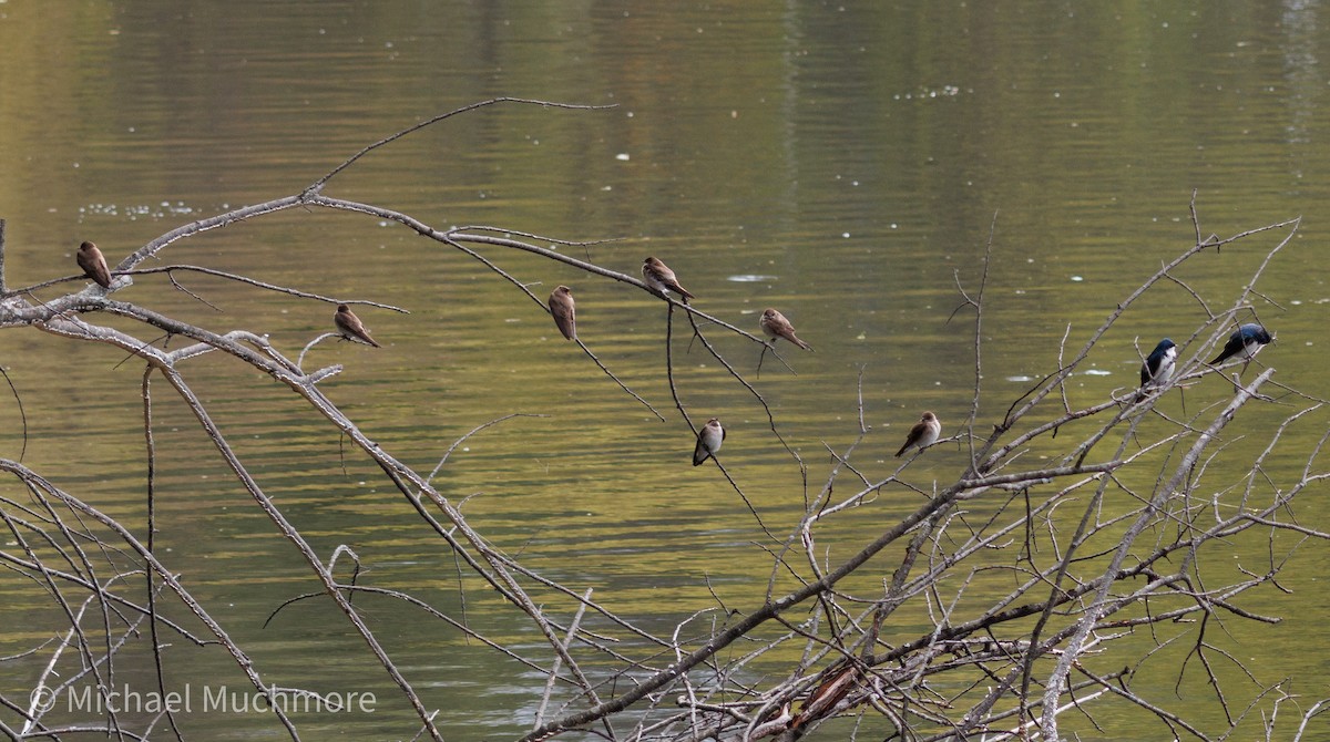 Tree Swallow - ML634558727