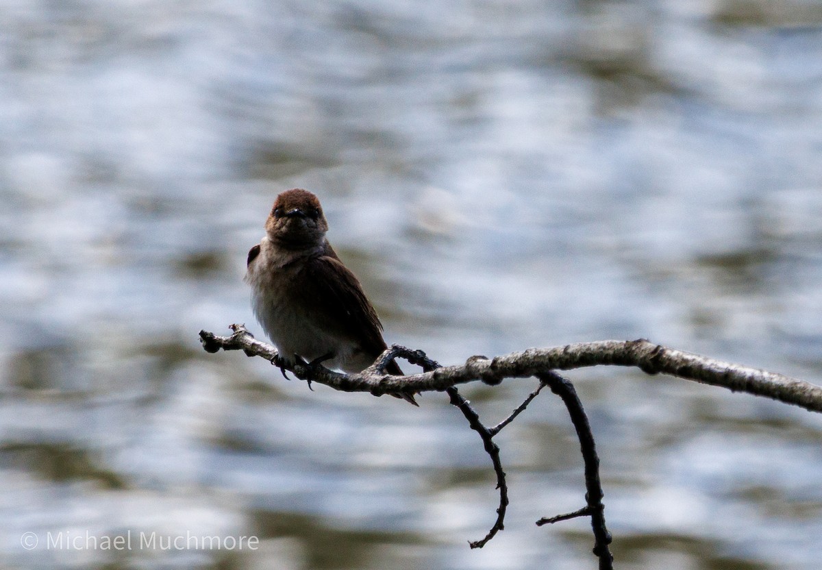 Northern Rough-winged Swallow - ML634558813