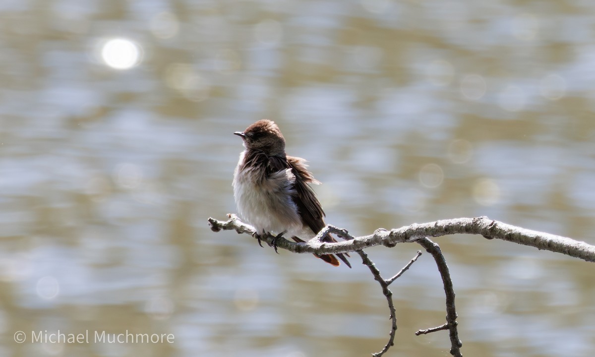 Northern Rough-winged Swallow - ML634558814