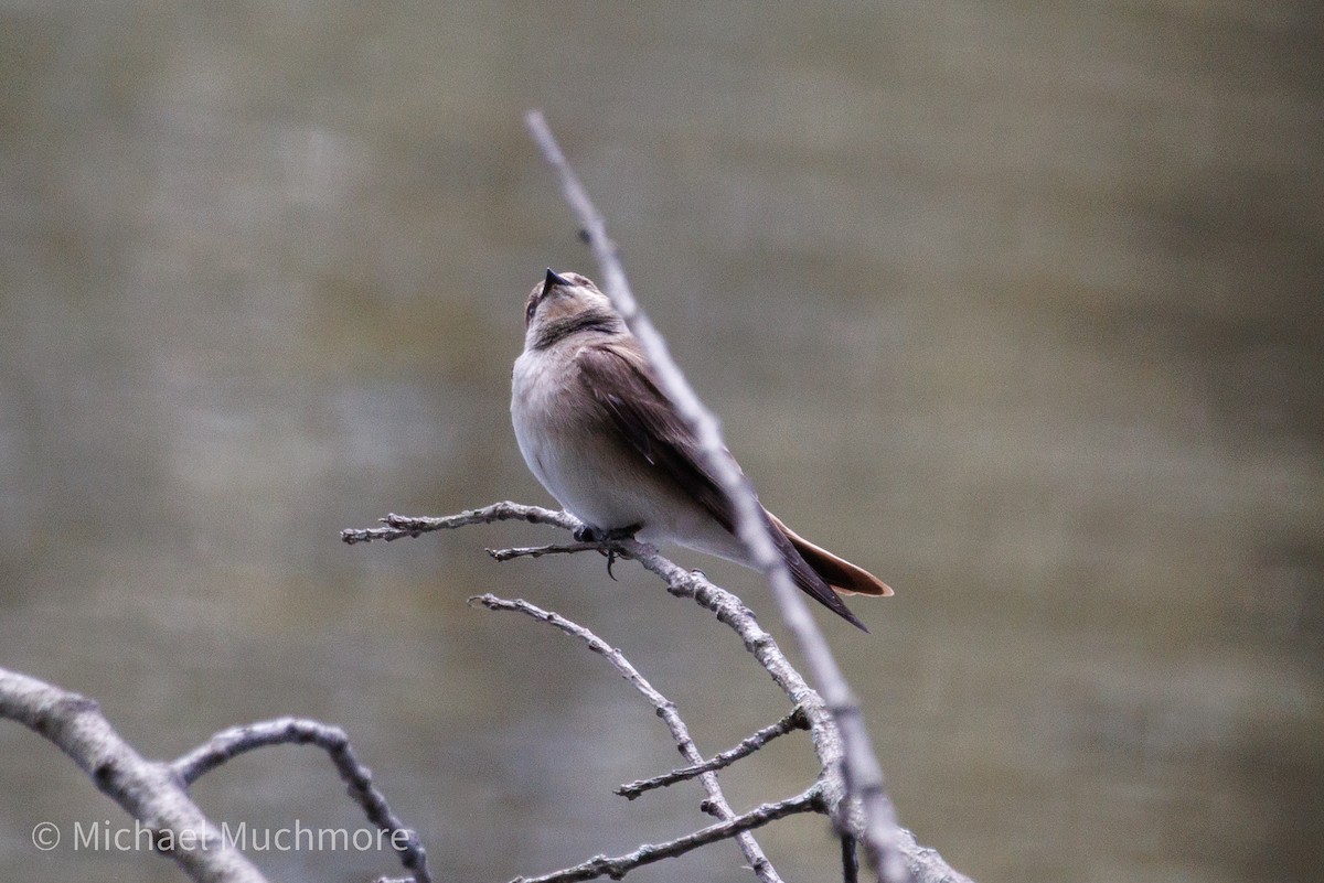 Northern Rough-winged Swallow - ML634558815