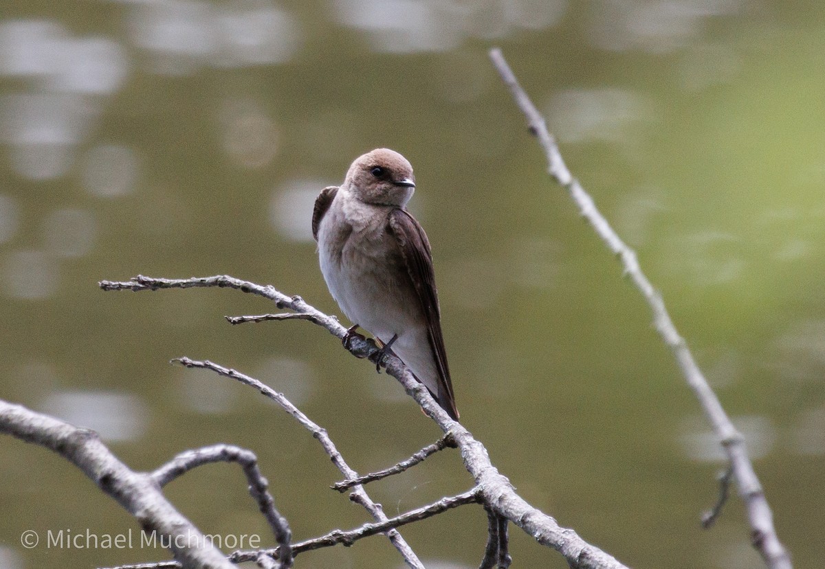 Northern Rough-winged Swallow - ML634558816