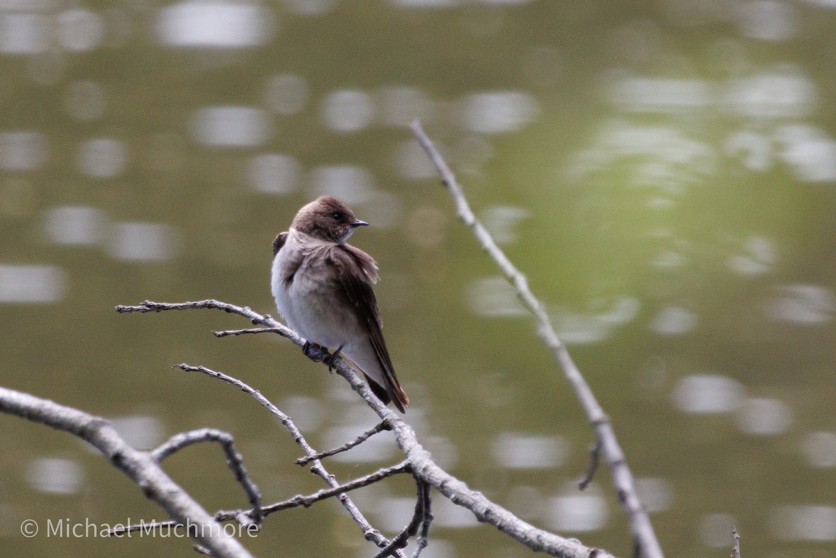 Northern Rough-winged Swallow - ML634558817