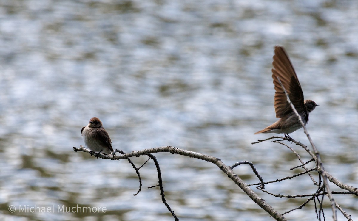 Northern Rough-winged Swallow - ML634558820