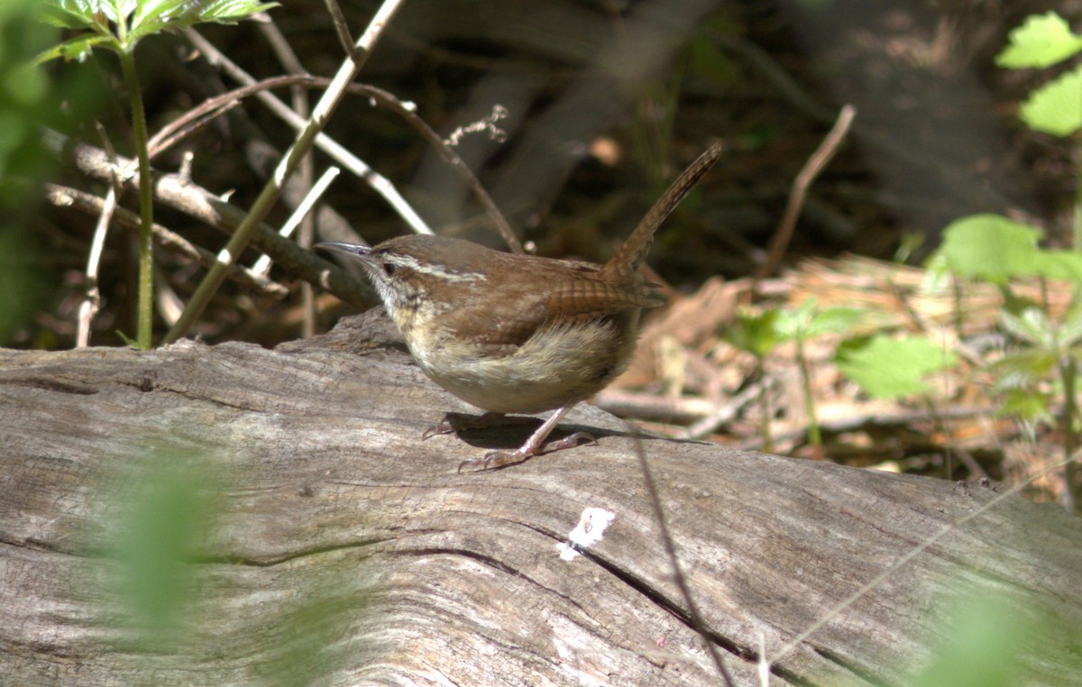 Carolina Wren - ML634558833