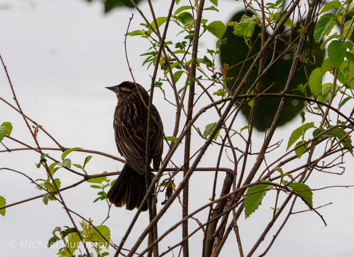Red-winged Blackbird - ML634558938
