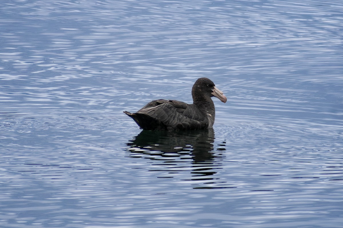 Northern Giant-Petrel - ML634558946