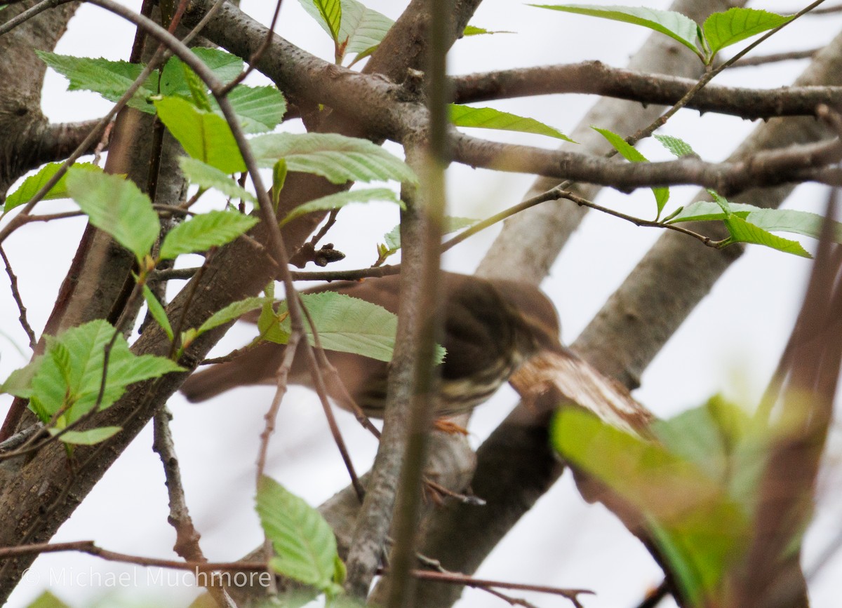 Louisiana Waterthrush - ML634558997