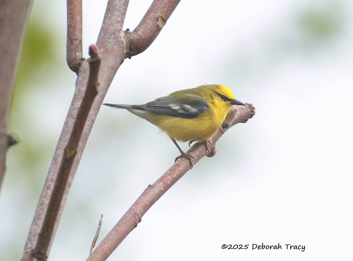 Blue-winged Warbler - ML634559469
