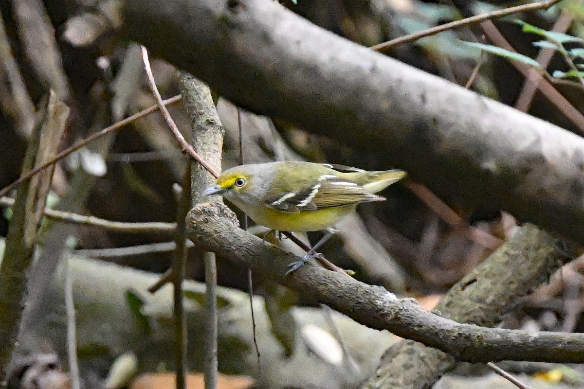 Viréo aux yeux blancs - ML634559475