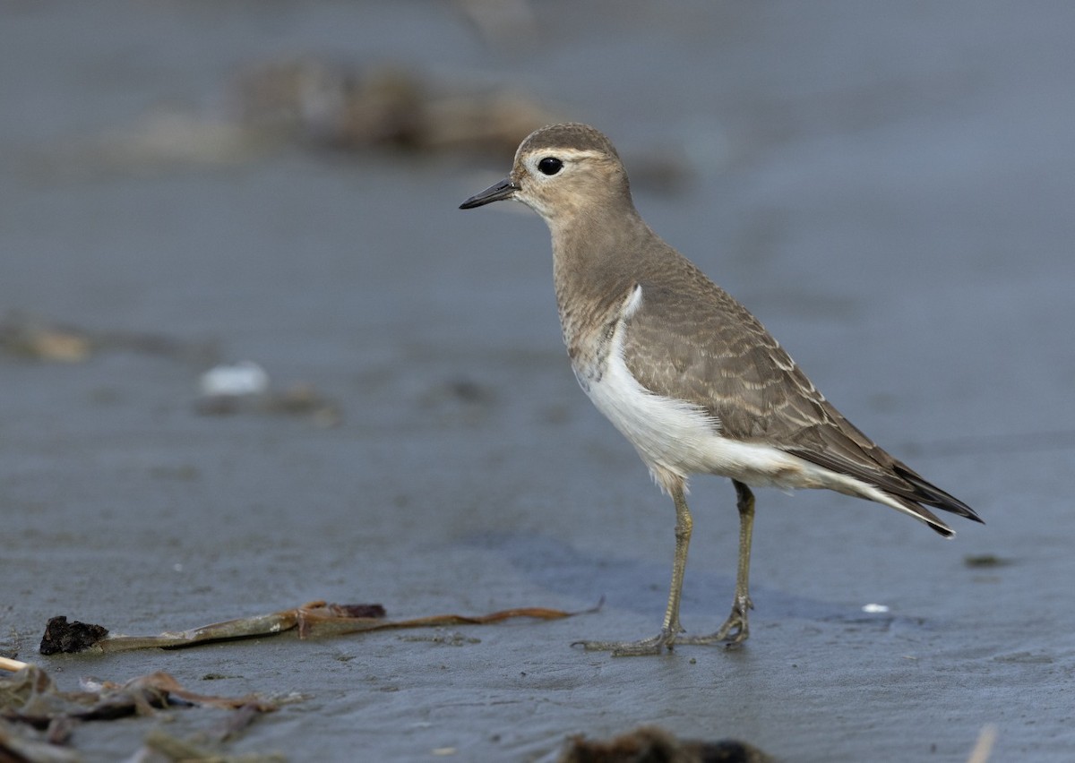 Rufous-chested Dotterel - ML634559499