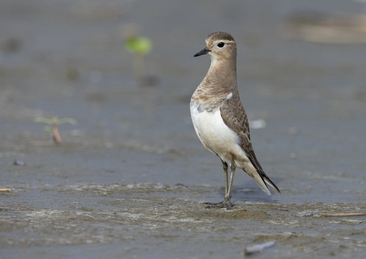 Rufous-chested Dotterel - ML634559500