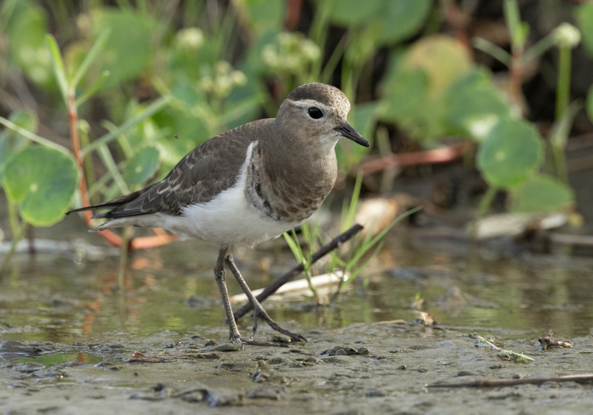 Rufous-chested Dotterel - ML634559501