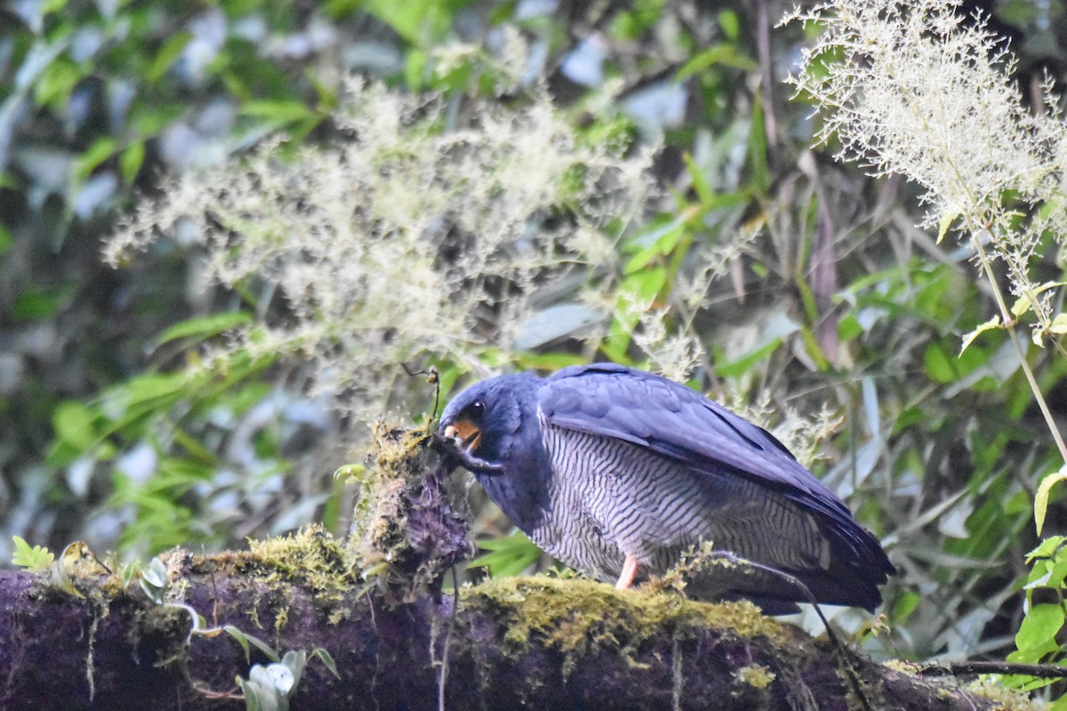 Barred Hawk - ML634559523