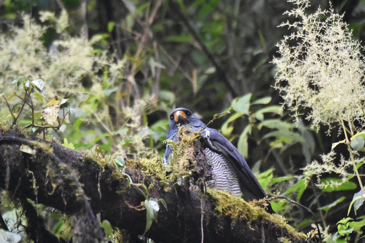 Barred Hawk - ML634559524