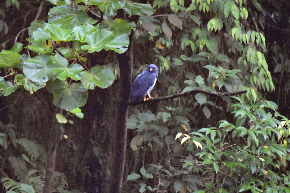 Barred Hawk - ML634559525