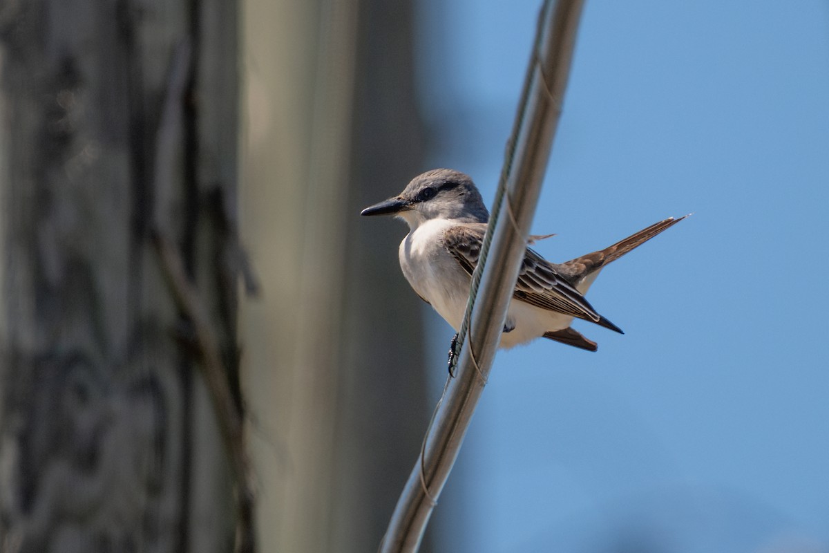 Gray Kingbird - ML634559651