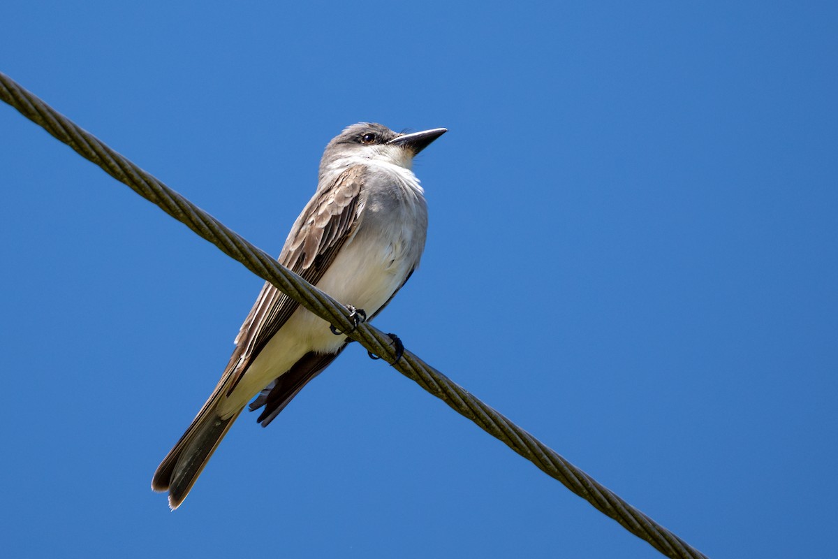 Gray Kingbird - ML634559652