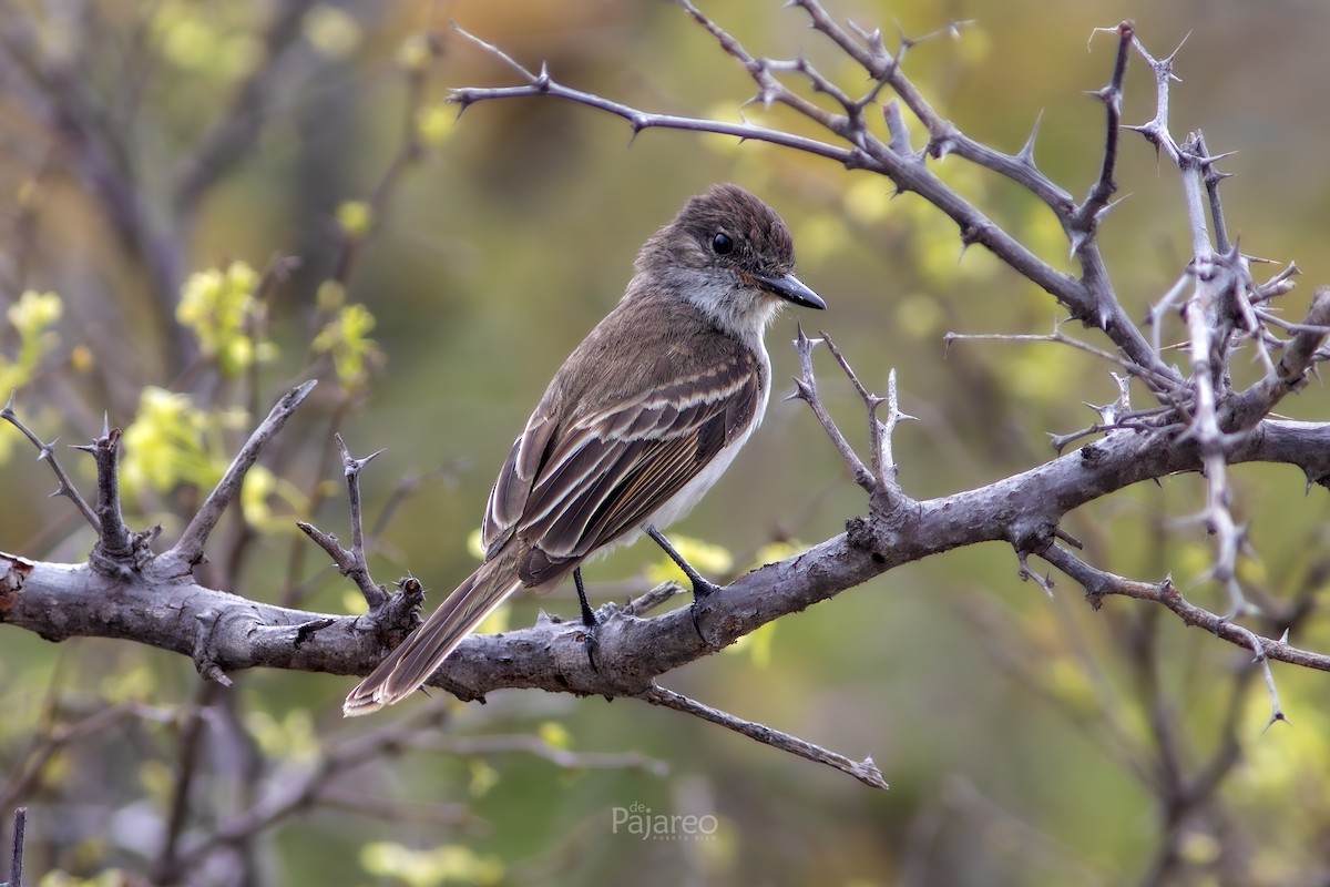 Puerto Rican Flycatcher - ML634559653