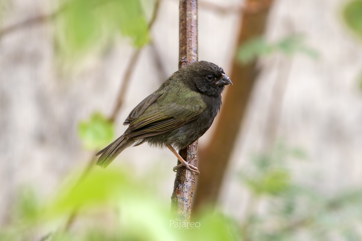 Black-faced Grassquit - ML634559670