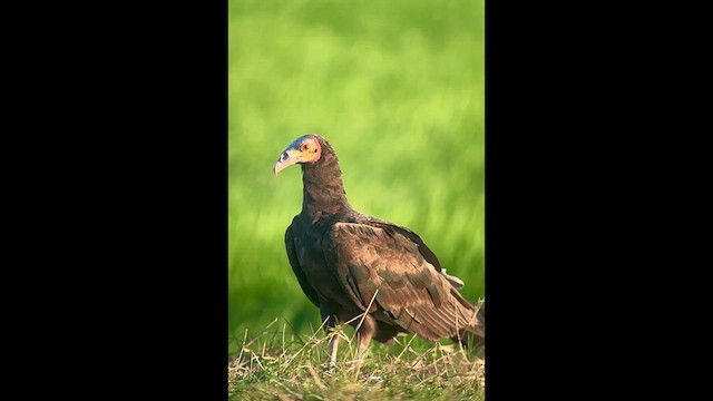 Lesser Yellow-headed Vulture - ML634559674