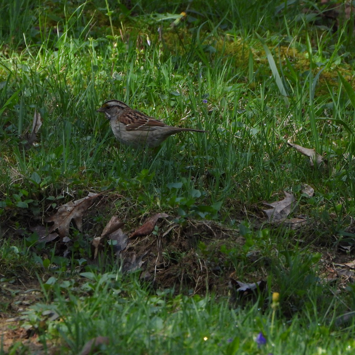 White-throated Sparrow - ML634559761