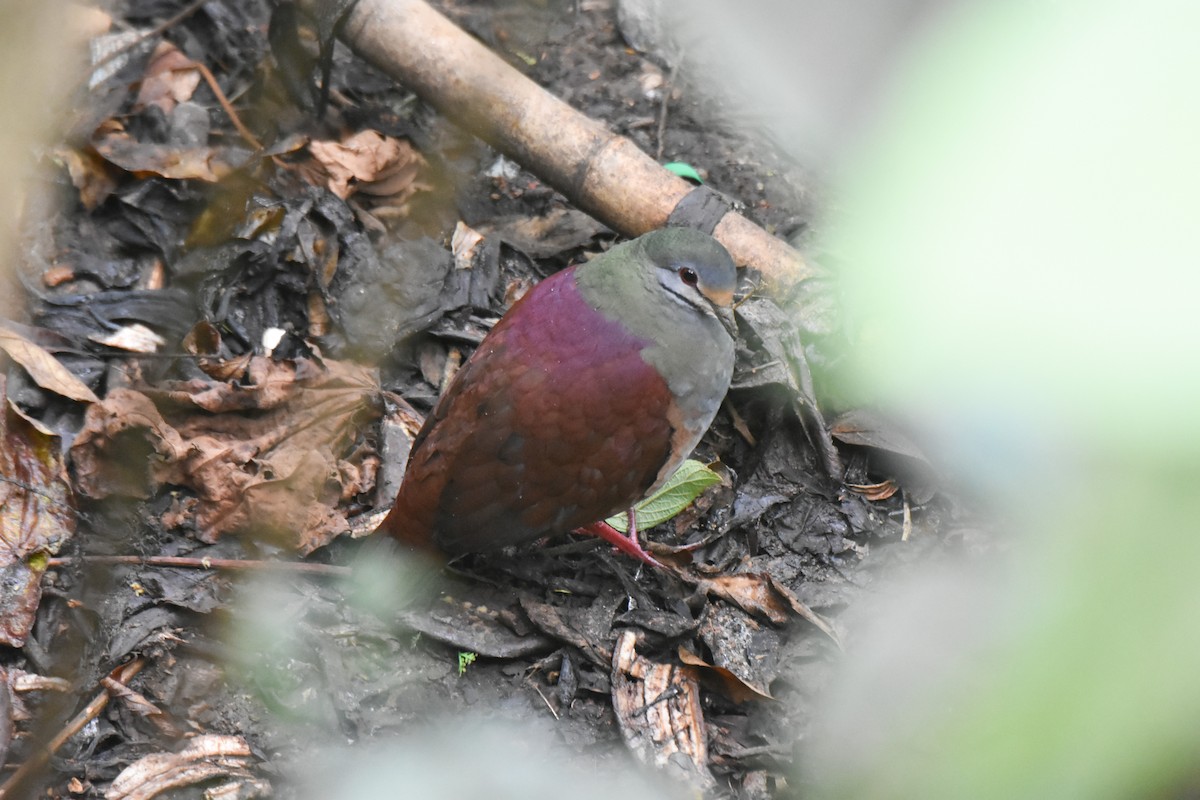 Buff-fronted Quail-Dove - ML634559804