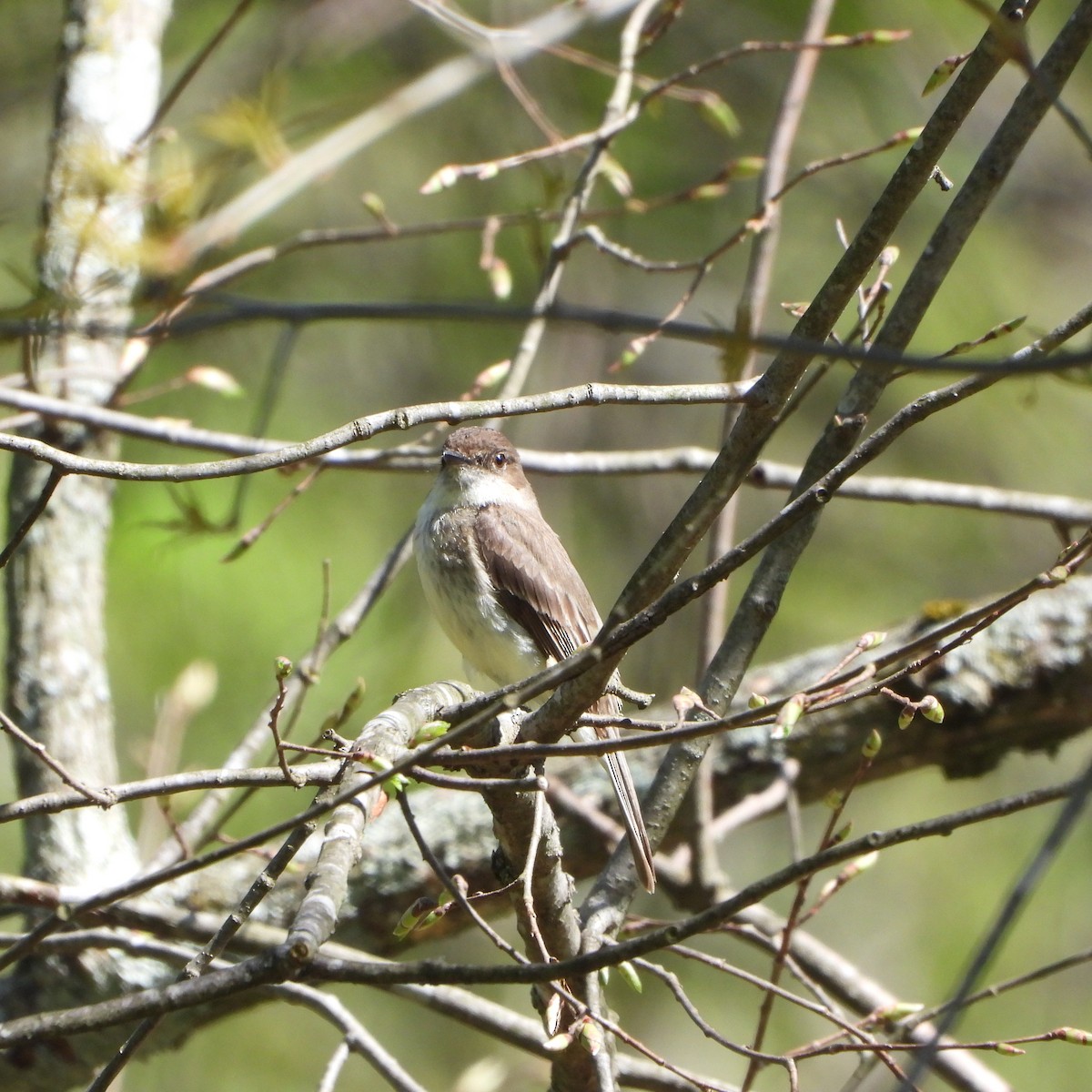 Eastern Phoebe - ML634559813