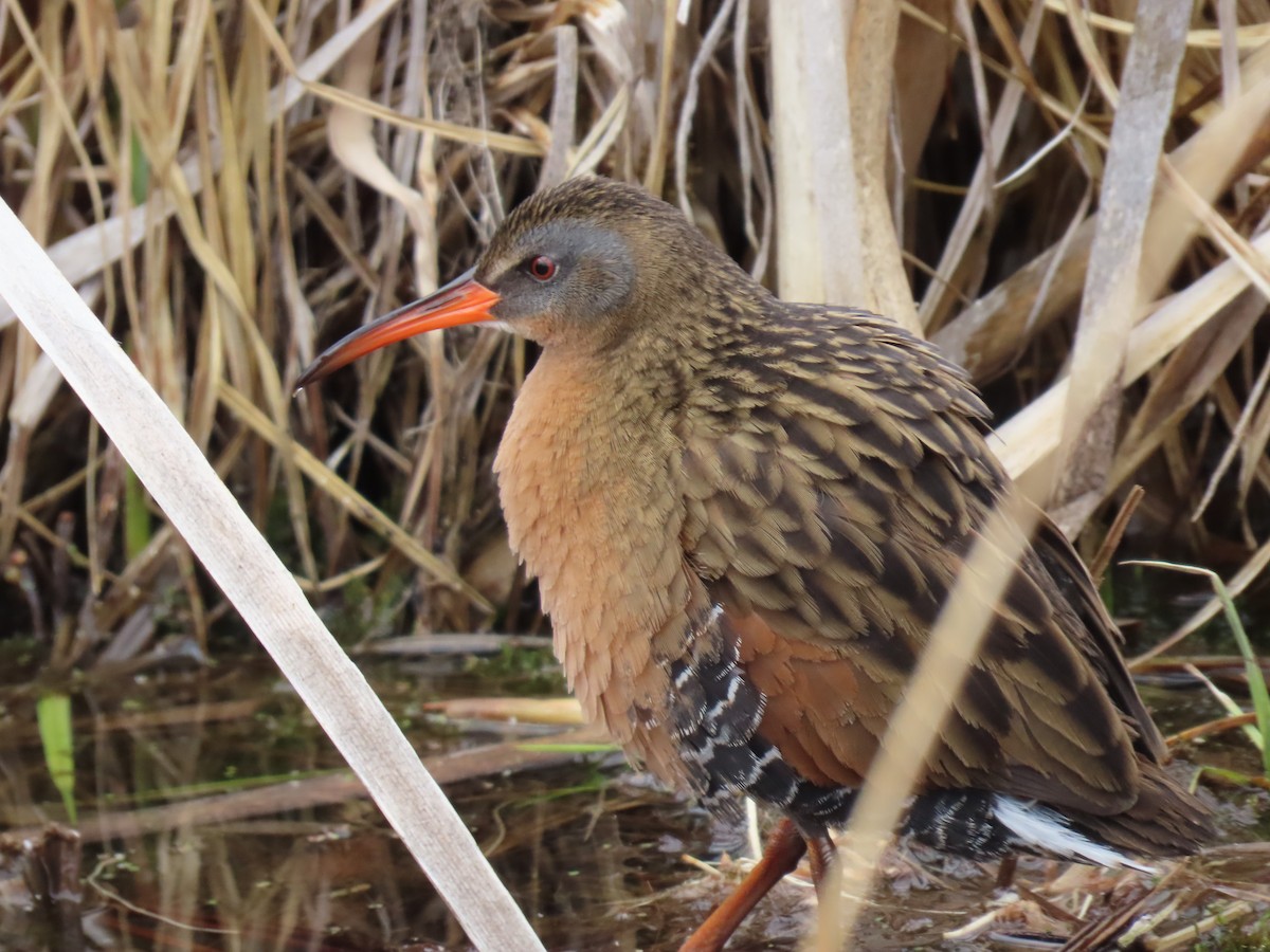 Virginia Rail - ML634559844