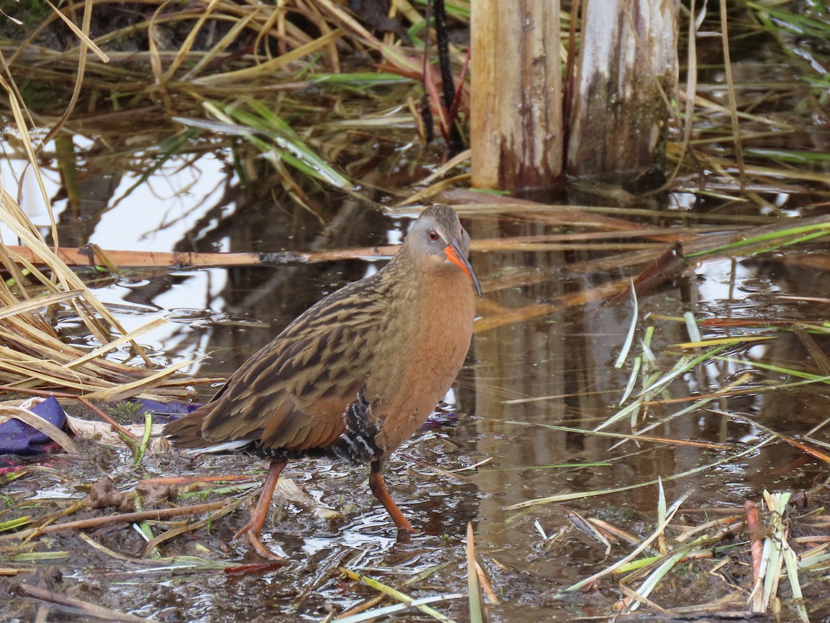 Virginia Rail - ML634559845