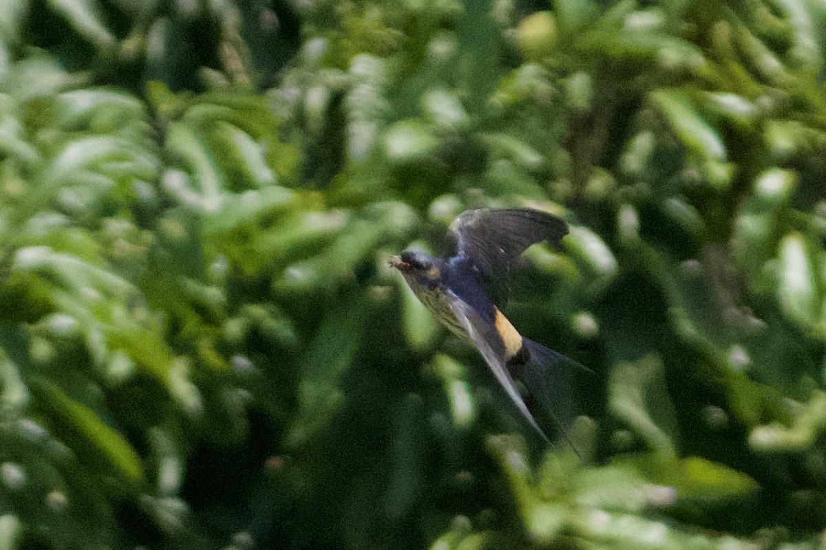Eastern Red-rumped Swallow (Striated) - ML634559917