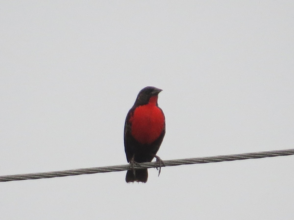 Red-breasted Meadowlark - ML634559972