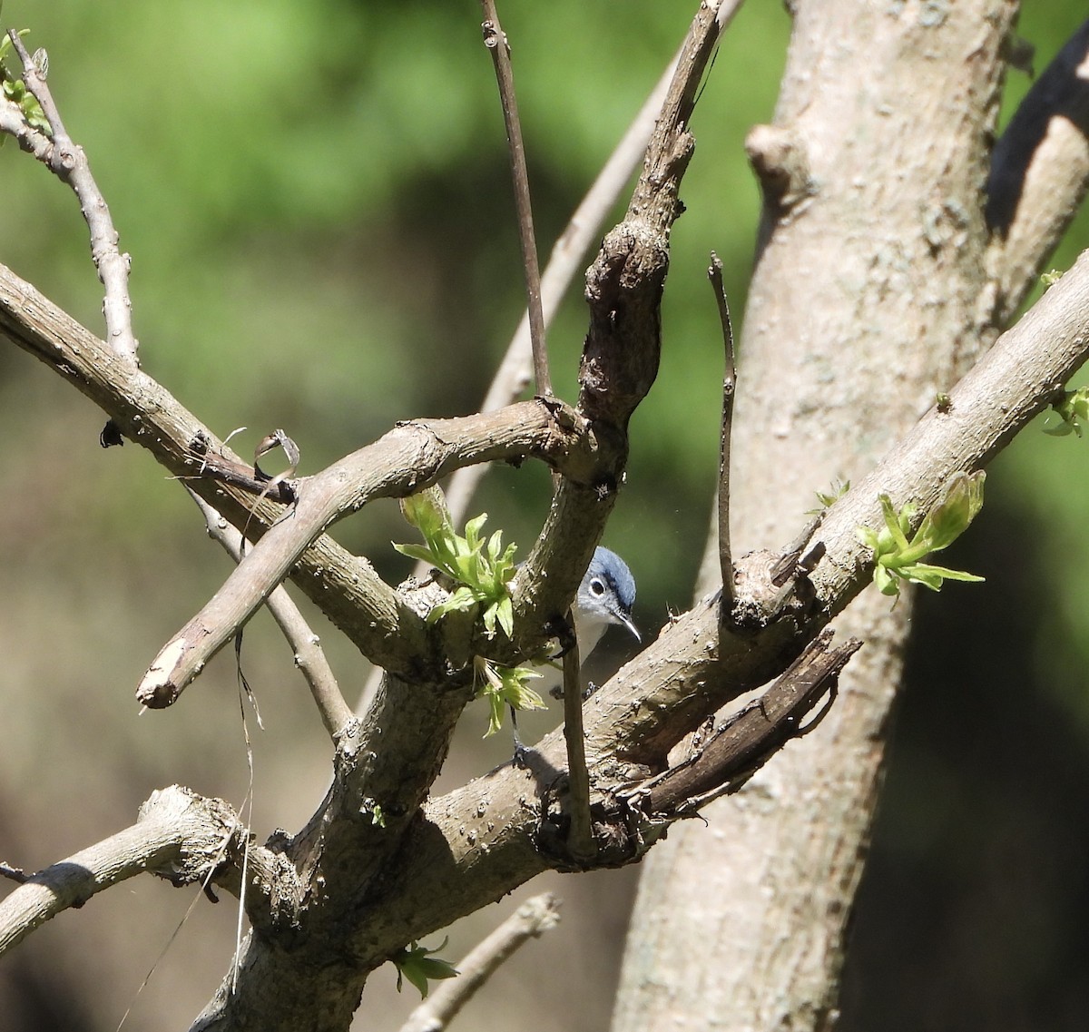 Blue-gray Gnatcatcher - ML634560024