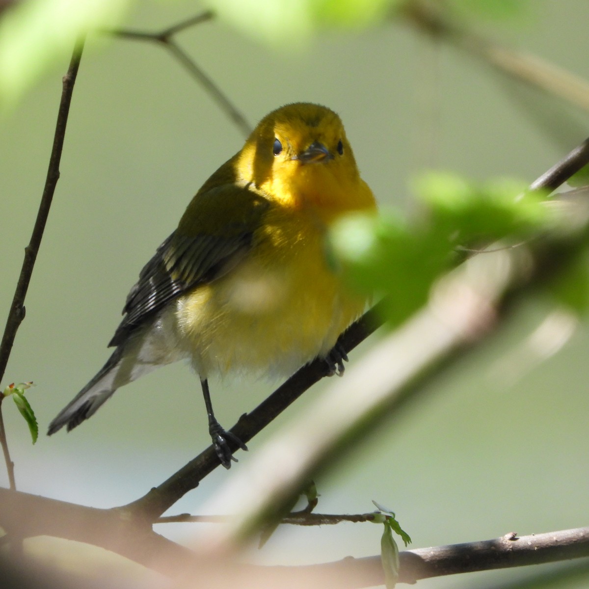 Prothonotary Warbler - ML634560059