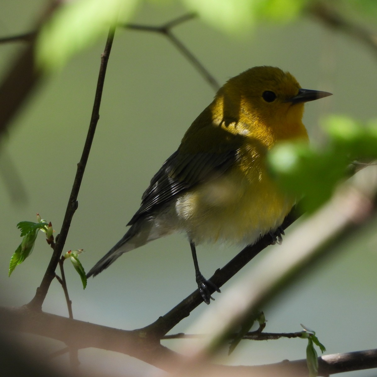 Prothonotary Warbler - ML634560066