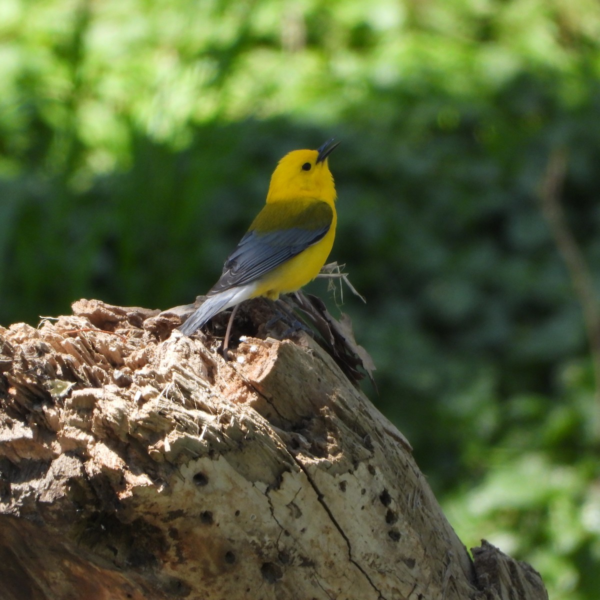 Prothonotary Warbler - ML634560069