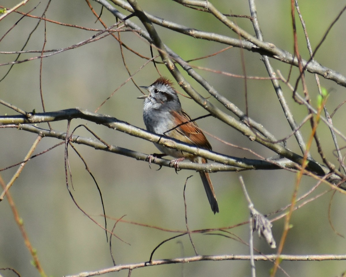 Swamp Sparrow - ML634560157