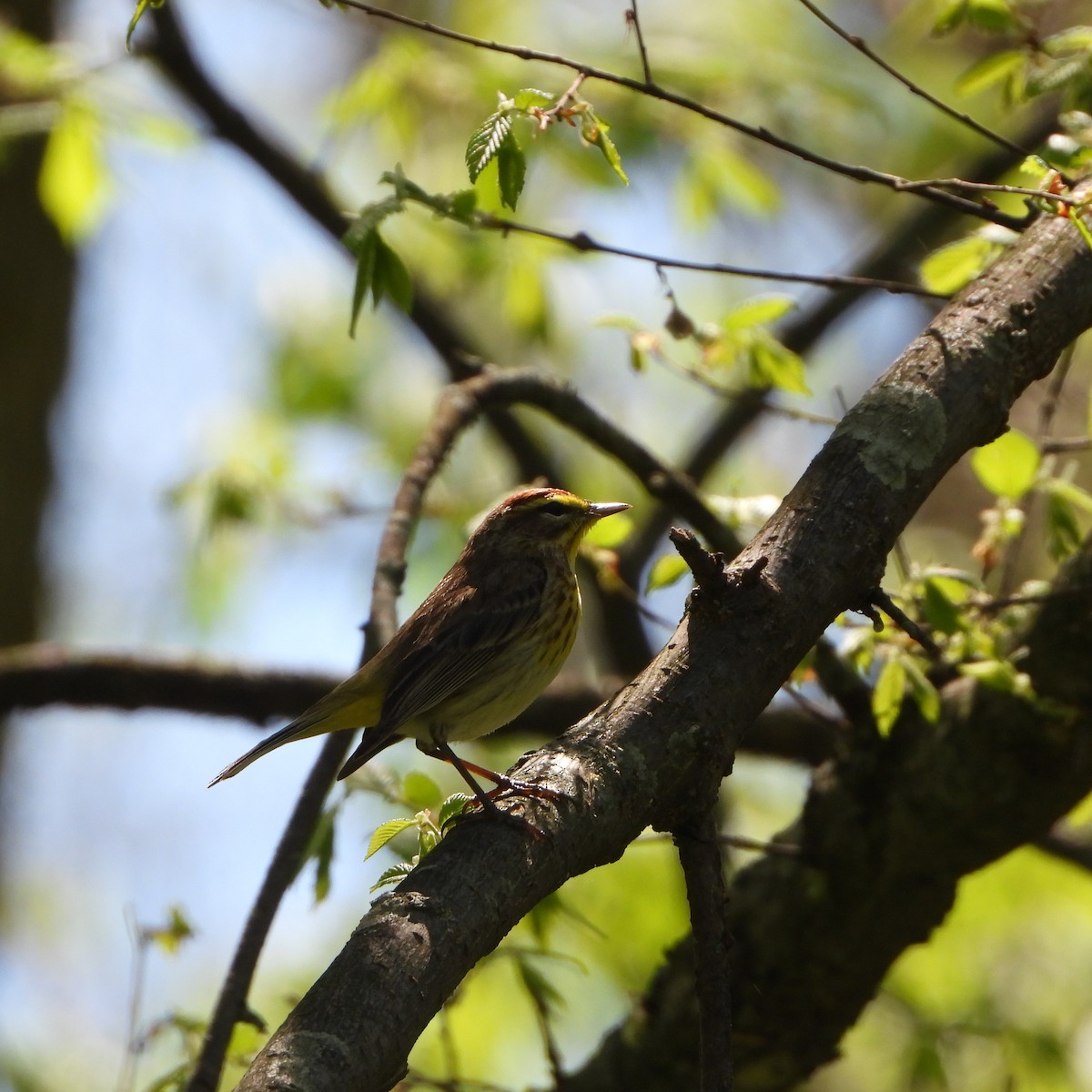 Palm Warbler - ML634560221