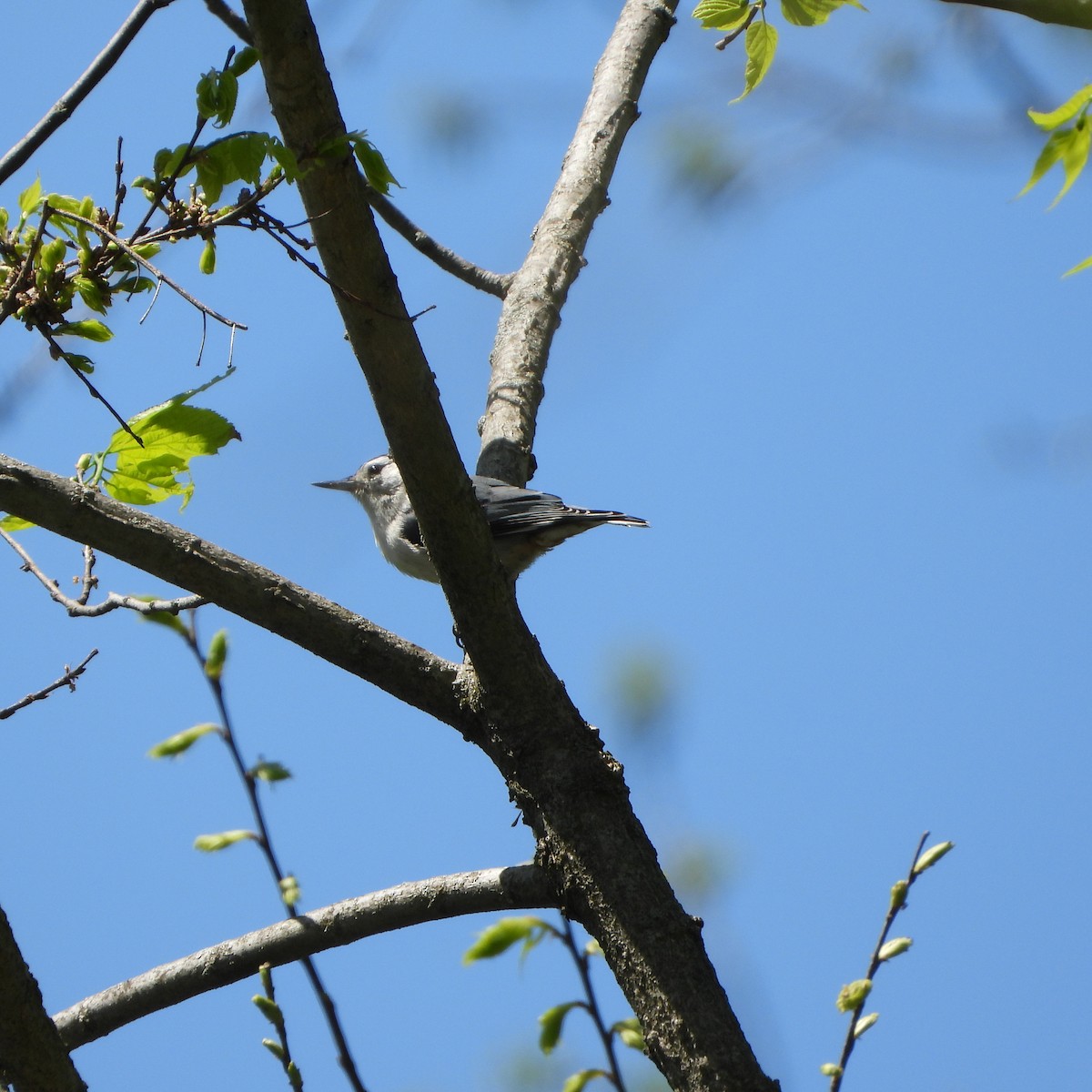 White-breasted Nuthatch - ML634560295