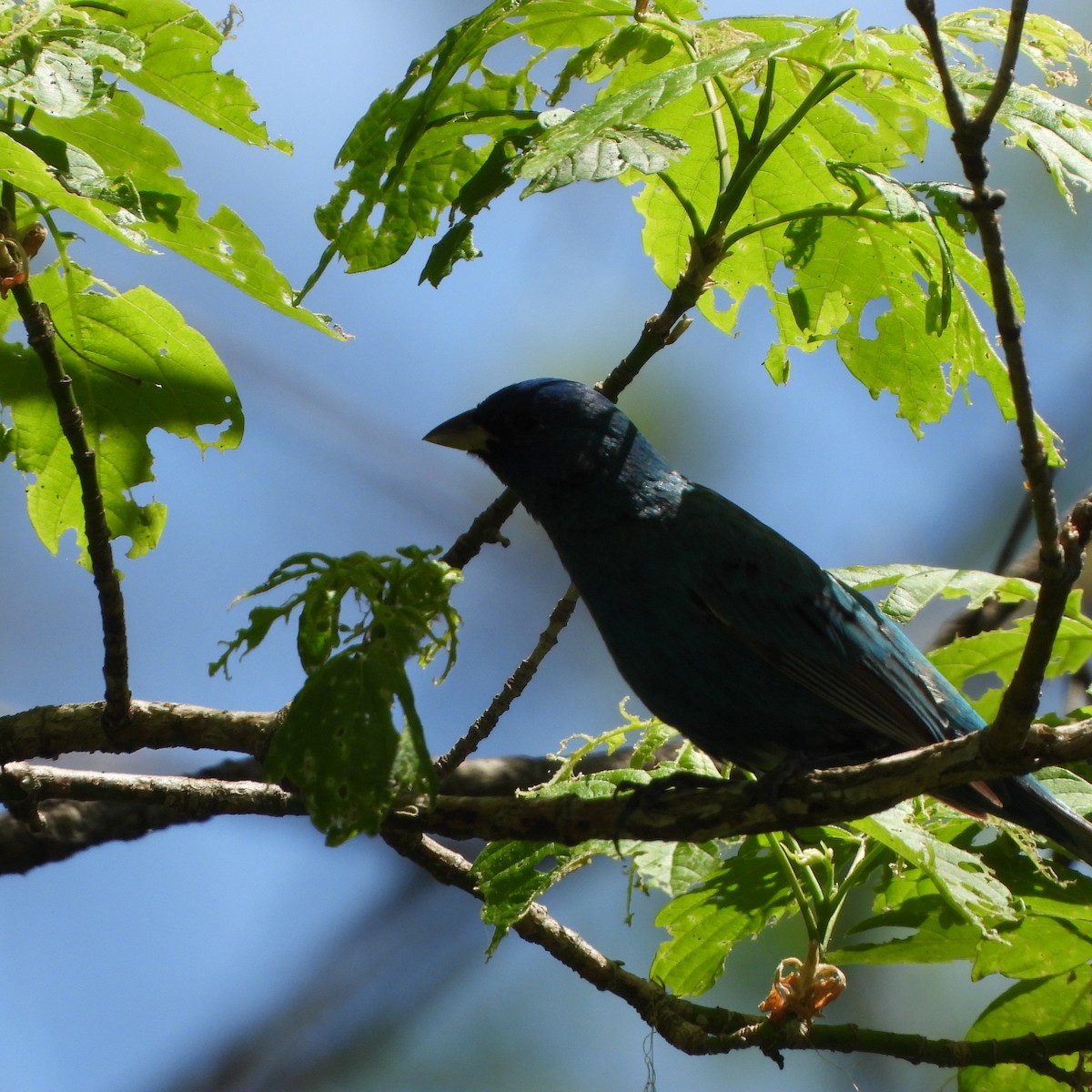 Indigo Bunting - ML634560338