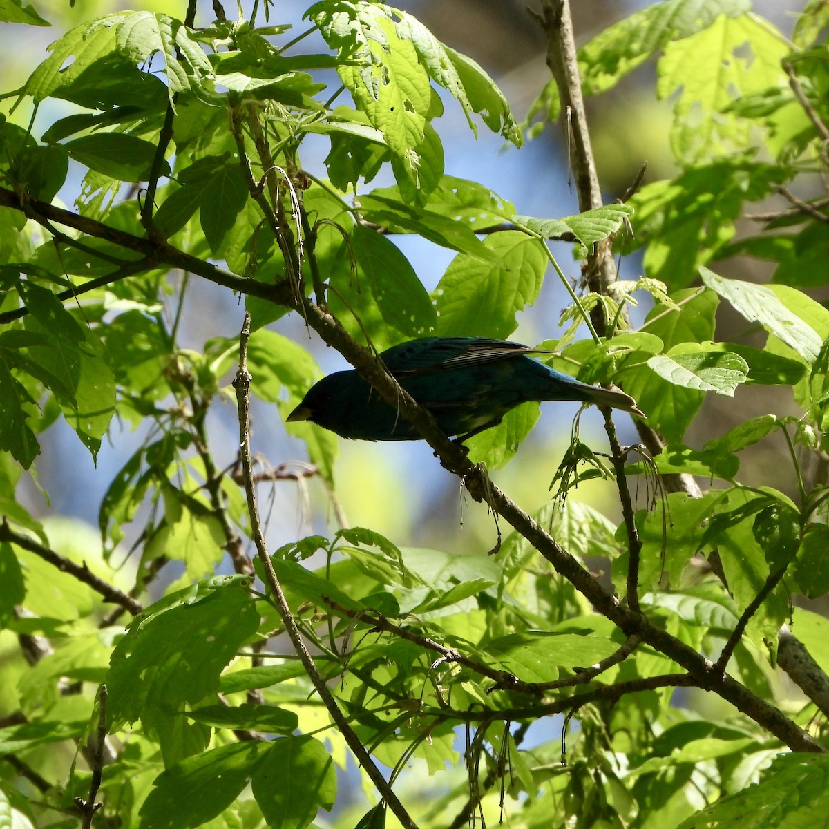 Indigo Bunting - ML634560361