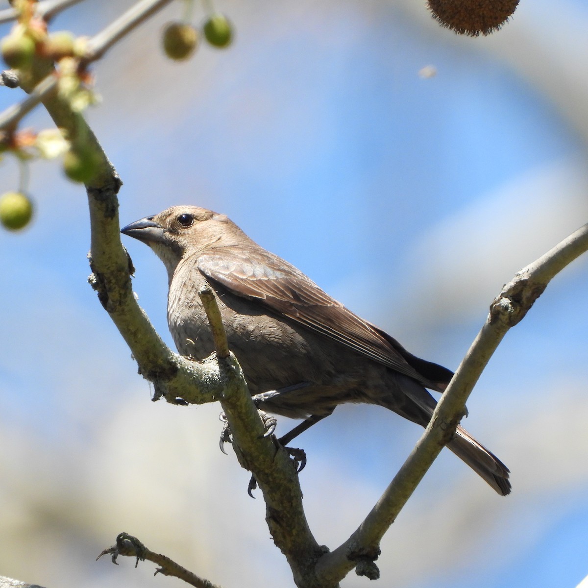 Brown-headed Cowbird - ML634560392