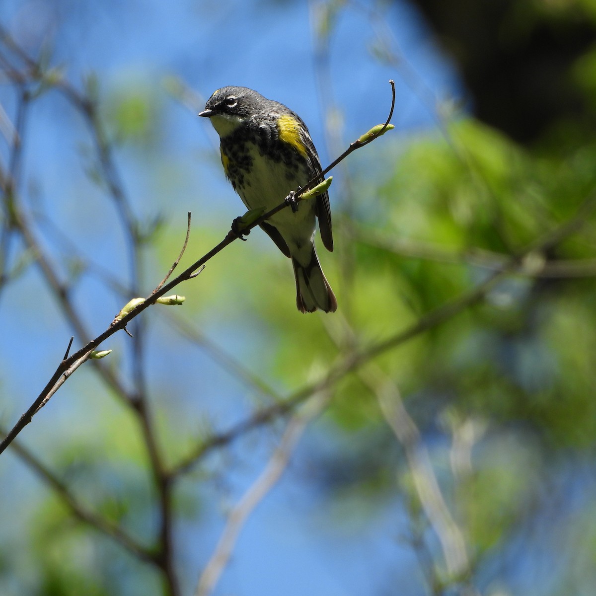 Yellow-rumped Warbler - ML634560461